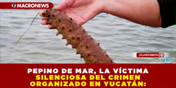 PEPINO DE MAR, LA VÍCTIMA SILENCIOSA DEL CRIMEN ORGANIZADO EN YUCATÁN:LA EXTRACCIÓN ILEGAL DE ESTE INVERTEBRADO AMENAZA ECOSISTEMAS, COMUNIDADES Y SEGURIDAD EN MÉXICO