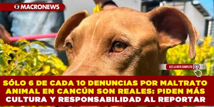 SÓLO 6 DE CADA 10 DENUNCIAS POR MALTRATO ANIMAL EN CANCÚN SON REALES: PIDEN MÁS CULTURA Y RESPONSABILIDAD AL REPORTAR