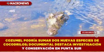 COZUMEL PODRÍA SUMAR DOS NUEVAS ESPECIES DE COCODRILOS; DOCUMENTAL DESTACA INVESTIGACIÓN Y CONSERVACIÓN EN PUNTA SUR