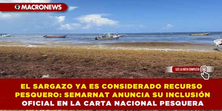 EL SARGAZO YA ES CONSIDERADO RECURSO PESQUERO: SEMARNAT ANUNCIA SU INCLUSIÓN OFICIAL EN LA CARTA NACIONAL PESQUERA