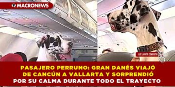 PASAJERO PERRUNO: GRAN DANÉS VIAJÓ EN AVIÓN DE CANCÚN A VALLARTA Y SORPRENDIÓ POR SU CALMA DURANTE TODO EL TRAYECTO