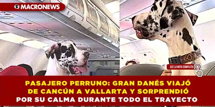PASAJERO PERRUNO: GRAN DANÉS VIAJÓ EN AVIÓN DE CANCÚN A VALLARTA Y SORPRENDIÓ POR SU CALMA DURANTE TODO EL TRAYECTO