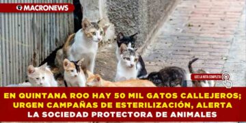 EN QUINTANA ROO HAY 50 MIL GATOS CALLEJEROS; URGEN CAMPAÑAS DE ESTERILIZACIÓN, ALERTA LA SOCIEDAD PROTECTORA DE ANIMALES