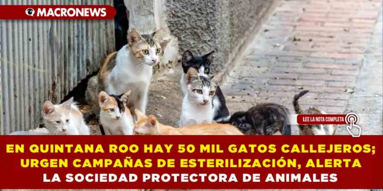 EN QUINTANA ROO HAY 50 MIL GATOS CALLEJEROS; URGEN CAMPAÑAS DE ESTERILIZACIÓN, ALERTA LA SOCIEDAD PROTECTORA DE ANIMALES