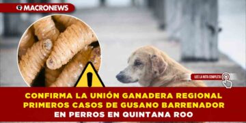 CONFIRMA LA UNIÓN GANADERA REGIONAL PRIMEROS CASOS DE GUSANO BARRENADOR EN PERROS EN QUINTANA ROO