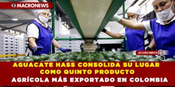 AGUACATE HASS CONSOLIDA SU LUGAR COMO QUINTO PRODUCTO AGRÍCOLA MÁS EXPORTADO EN COLOMBIA