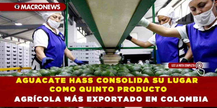 AGUACATE HASS CONSOLIDA SU LUGAR COMO QUINTO PRODUCTO AGRÍCOLA MÁS EXPORTADO EN COLOMBIA