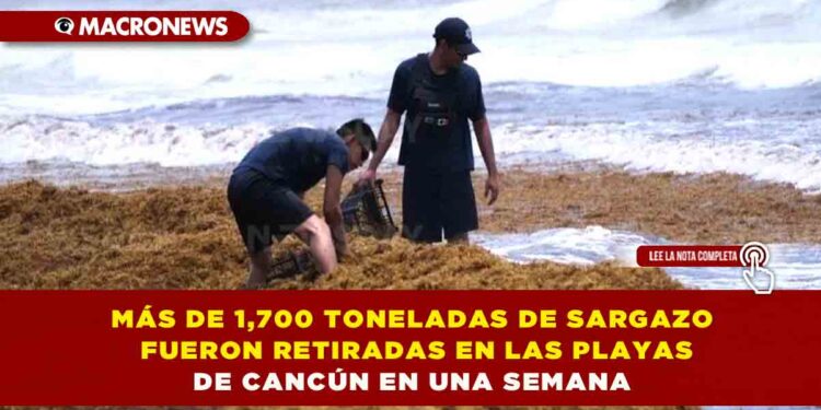 MÁS DE 1,700 TONELADAS DE SARGAZO FUERON RETIRADAS EN LAS PLAYAS DE CANCÚN EN UNA SEMANA