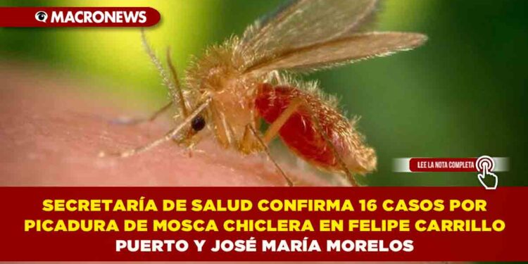 SECRETARÍA DE SALUD CONFIRMA 16 CASOS POR PICADURA DE MOSCA CHICLERA EN FELIPE CARRILLO PUERTO Y JOSÉ MARÍA MORELOS