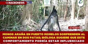 MONOS ARAÑA EN PUERTO MORELOS SORPRENDEN AL CAMINAR EN DOS PATAS; BIÓLOGA SUGIERE QUE ESTE COMPORTAMIENTO PODRÍA ESTAR INFLUENCIADO
