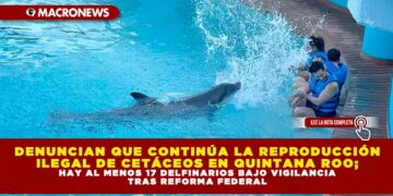 DENUNCIAN QUE CONTINÚA LA REPRODUCCIÓN ILEGAL DE CETÁCEOS EN QUINTANA ROO, HAY AL MENOS 17 DELFINARIOS BAJO VIGILANCIA TRAS REFORMA FEDERAL