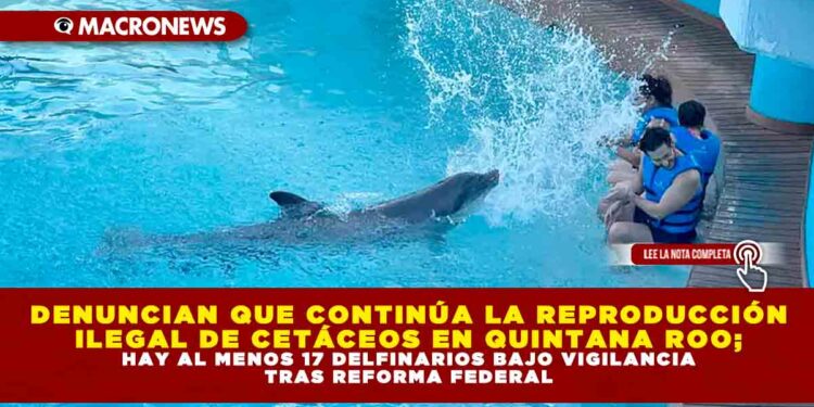 DENUNCIAN QUE CONTINÚA LA REPRODUCCIÓN ILEGAL DE CETÁCEOS EN QUINTANA ROO, HAY AL MENOS 17 DELFINARIOS BAJO VIGILANCIA TRAS REFORMA FEDERAL