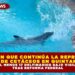 DENUNCIAN QUE CONTINÚA LA REPRODUCCIÓN ILEGAL DE CETÁCEOS EN QUINTANA ROO, HAY AL MENOS 17 DELFINARIOS BAJO VIGILANCIA TRAS REFORMA FEDERAL