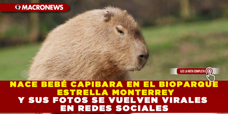 NACE BEBÉ CAPIBARA EN EL BIOPARQUE ESTRELLA MONTERREY Y SUS FOTOS SE VUELVEN VIRALES EN REDES SOCIALES