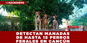 DETECTAN MANADAS DE HASTA 15 PERROS FERALES EN CANCÚN; HAY MÁS DE 180 MIL ANIMALES CALLEJEROS