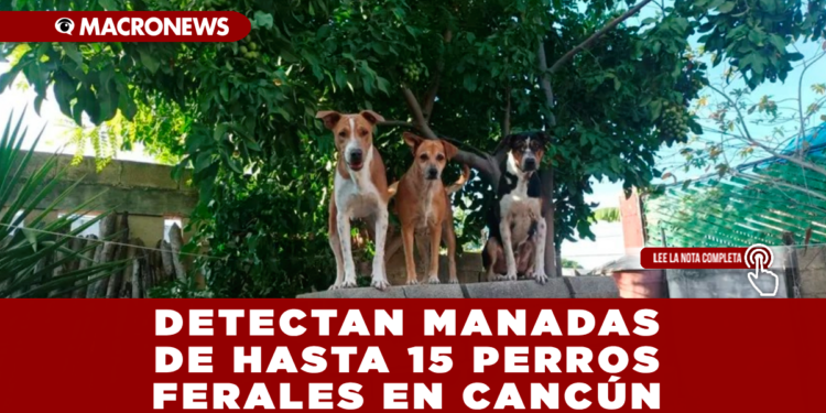 DETECTAN MANADAS DE HASTA 15 PERROS FERALES EN CANCÚN; HAY MÁS DE 180 MIL ANIMALES CALLEJEROS