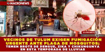 VECINOS DE TULUM EXIGEN FUMIGACIÓN URGENTE ANTE PLAGA DE MOSQUITOS; TEMEN BROTE DE DENGUE, ZIKA Y CHIKUNGUNYA EN ESTA TEMPORADA DE LLUVIAS