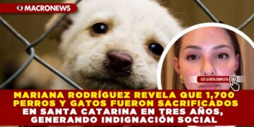 MARIANA RODRÍGUEZ REVELA QUE 1,700 PERROS Y GATOS FUERON SACRIFICADOS EN SANTA CATARINA EN TRES AÑOS, GENERANDO INDIGNACIÓN SOCIAL