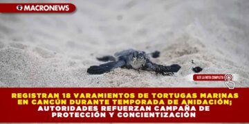 REGISTRAN 18 VARAMIENTOS DE TORTUGAS MARINAS EN CANCÚN DURANTE TEMPORADA DE ANIDACIÓN; AUTORIDADES REFUERZAN CAMPAÑA DE PROTECCIÓN Y CONCIENTIZACIÓN