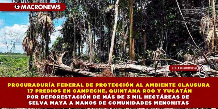 PROCURADURÍA FEDERAL DE PROTECCIÓN AL AMBIENTE CLAUSURA 17 PREDIOS EN CAMPECHE, QUINTANA ROO Y YUCATÁN POR DEFORESTACIÓN DE MÁS DE 3 MIL HECTÁREAS DE SELVA MAYA A MANOS DE COMUNIDADES MENONITAS