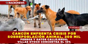 CANCÚN ENFRENTA CRISIS POR SOBREPOBLACIÓN ANIMAL: 200 MIL PERROS Y GATOS CALLEJEROS; VILLAS OTOCH CONCENTRA EL 15%
