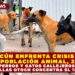 CANCÚN ENFRENTA CRISIS POR SOBREPOBLACIÓN ANIMAL: 200 MIL PERROS Y GATOS CALLEJEROS; VILLAS OTOCH CONCENTRA EL 15%