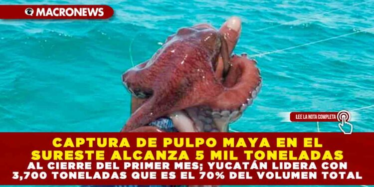 CAPTURA DE PULPO MAYA EN EL SURESTE ALCANZA 5 MIL TONELADAS AL CIERRE DEL PRIMER MES; YUCATÁN LIDERA CON 3,700 TONELADAS QUE ES EL 70% DEL VOLUMEN TOTAL