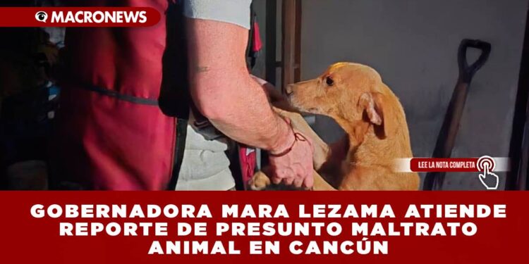 GOBERNADORA MARA LEZAMA ATIENDE REPORTE DE PRESUNTO MALTRATO ANIMAL EN CANCÚN; SE CONFIRMA CASO DE MOQUILLO