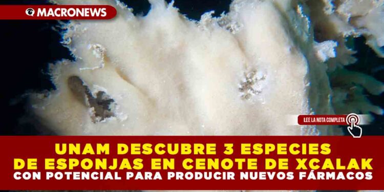 UNAM DESCUBRE 3 ESPECIES DE ESPONJAS EN CENOTE DE XCALAK CON POTENCIAL PARA PRODUCIR NUEVOS FÁRMACOS