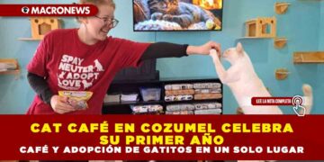CAT CAFÉ EN COZUMEL CELEBRA SU PRIMER AÑO: CAFÉ Y ADOPCIÓN DE GATITOS EN UN SOLO LUGAR