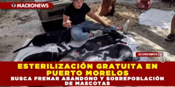 ESTERILIZACIÓN GRATUITA EN PUERTO MORELOS BUSCA FRENAR ABANDONO Y SOBREPOBLACIÓN DE MASCOTAS