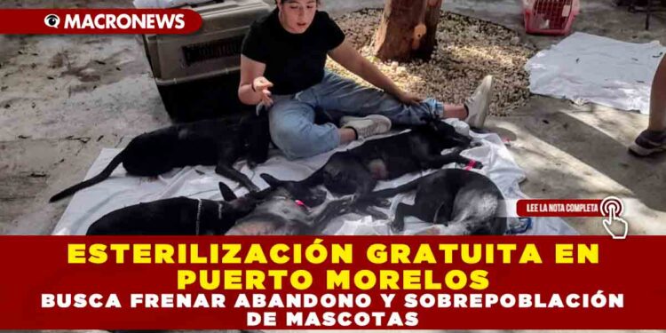 ESTERILIZACIÓN GRATUITA EN PUERTO MORELOS BUSCA FRENAR ABANDONO Y SOBREPOBLACIÓN DE MASCOTAS