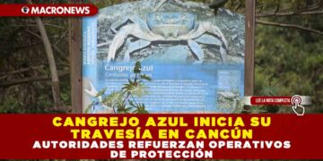 CANGREJO AZUL INICIA SU TRAVESÍA EN CANCÚN; AUTORIDADES REFUERZAN OPERATIVOS DE PROTECCIÓN