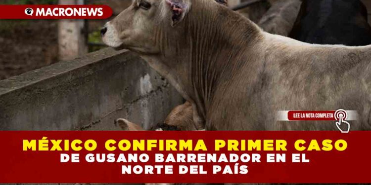 MÉXICO CONFIRMA PRIMER CASO DE GUSANO BARRENADOR EN EL NORTE DEL PAÍS