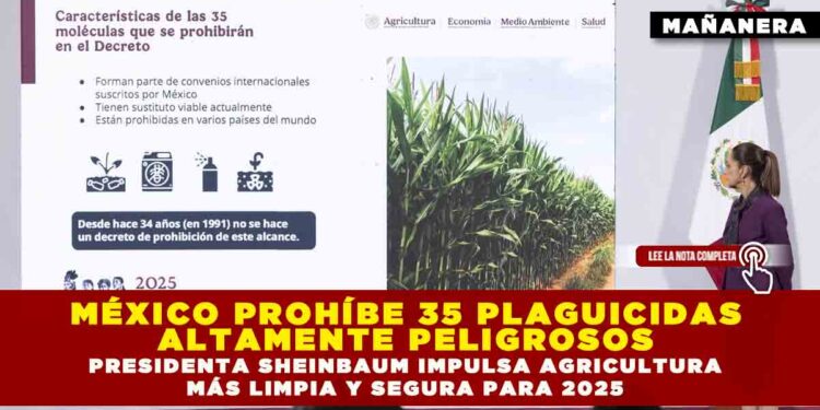 MÉXICO PROHÍBE 35 PLAGUICIDAS ALTAMENTE PELIGROSOS; PRESIDENTA SHEINBAUM IMPULSA AGRICULTURA MÁS LIMPIA Y SEGURA PARA 2025