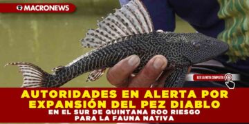 AUTORIDADES EN ALERTA POR EXPANSIÓN DEL PEZ DIABLO: EN EL SUR DE QUINTANA ROO RIESGO PARA LA FAUNA NATIVA