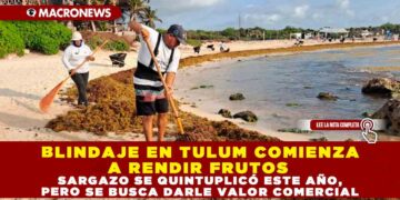 BLINDAJE EN TULUM COMIENZA A RENDIR FRUTOS: SARGAZO SE QUINTUPLICÓ ESTE AÑO, PERO SE BUSCA DARLE VALOR COMERCIAL
