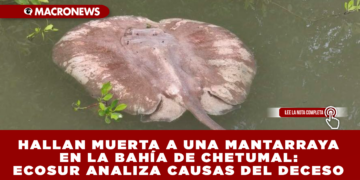 HALLAN MUERTA A UNA MANTARRAYA EN LA BAHÍA DE CHETUMAL: ECOSUR ANALIZA CAUSAS DEL DECESO