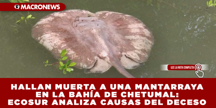 HALLAN MUERTA A UNA MANTARRAYA EN LA BAHÍA DE CHETUMAL: ECOSUR ANALIZA CAUSAS DEL DECESO