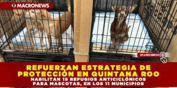 REFUERZAN ESTRATEGIA DE PROTECCIÓN EN QUINTANA ROO; HABILITAN 15 REFUGIOS ANTICICLÓNICOS PARA MASCOTAS, EN LOS 11 MUNICIPIOS
