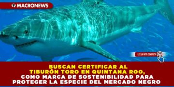 BUSCAN CERTIFICAR AL TIBURÓN TORO EN QUINTANA ROO, COMO MARCA DE SOSTENIBILIDAD PARA PROTEGER LA ESPECIE DEL MERCADO NEGRO 