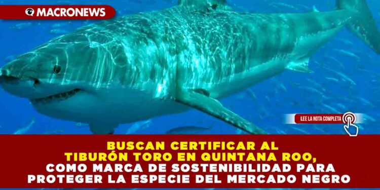 BUSCAN CERTIFICAR AL TIBURÓN TORO EN QUINTANA ROO, COMO MARCA DE SOSTENIBILIDAD PARA PROTEGER LA ESPECIE DEL MERCADO NEGRO 