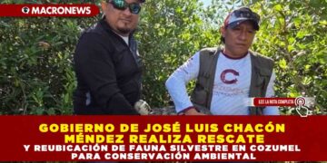GOBIERNO DE JOSÉ LUIS CHACÓN MÉNDEZ REALIZA RESCATE Y REUBICACIÓN DE FAUNA SILVESTRE EN COZUMEL PARA CONSERVACIÓN AMBIENTAL
