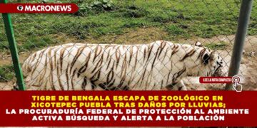 TIGRE DE BENGALA ESCAPA DE ZOOLÓGICO EN XICOTEPEC PUEBLA TRAS DAÑOS POR LLUVIAS; LA PROCURADURÍA FEDERAL DE PROTECCIÓN AL AMBIENTE ACTIVA BÚSQUEDA Y ALERTA A LA POBLACIÓN