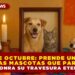 HOY 27 DE OCTUBRE: ENCIENDE UNA VELITA PARA LAS MASCOTAS QUE PARTIERON Y HONRA SU TRAVESURA ETERNA
