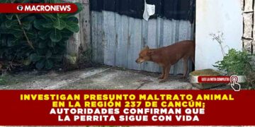 INVESTIGAN PRESUNTO MALTRATO ANIMAL EN LA REGIÓN 237 DE CANCÚN; AUTORIDADES CONFIRMAN QUE LA PERRITA SIGUE CON VIDA