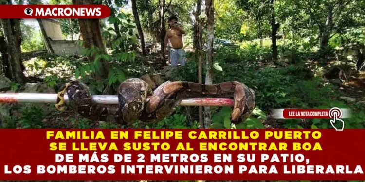 FAMILIA EN FELIPE CARRILLO PUERTO SE LLEVA SUSTO AL ENCONTRAR BOA DE MÁS DE 2 METROS EN SU PATIO, LOS BOMBEROS INTERVINIERON PARA LIBERARLA