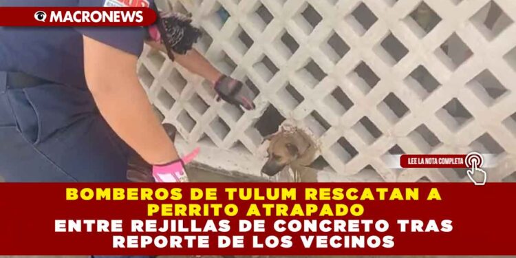BOMBEROS DE TULUM RESCATAN A PERRITO ATRAPADO ENTRE REJILLAS DE CONCRETO TRAS REPORTE DE LOS VECINOS