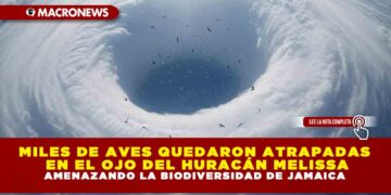MILES DE AVES QUEDAN ATRAPADAS EN EL OJO DEL HURACÁN MELISSA AMENAZANDO LA BIODIVERSIDAD DE JAMAICA