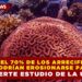 MÁS DEL 70% DE LOS ARRECIFES DEL CARIBE PODRÍAN EROSIONARSE PARA 2040; ADVIERTE LA UNAM